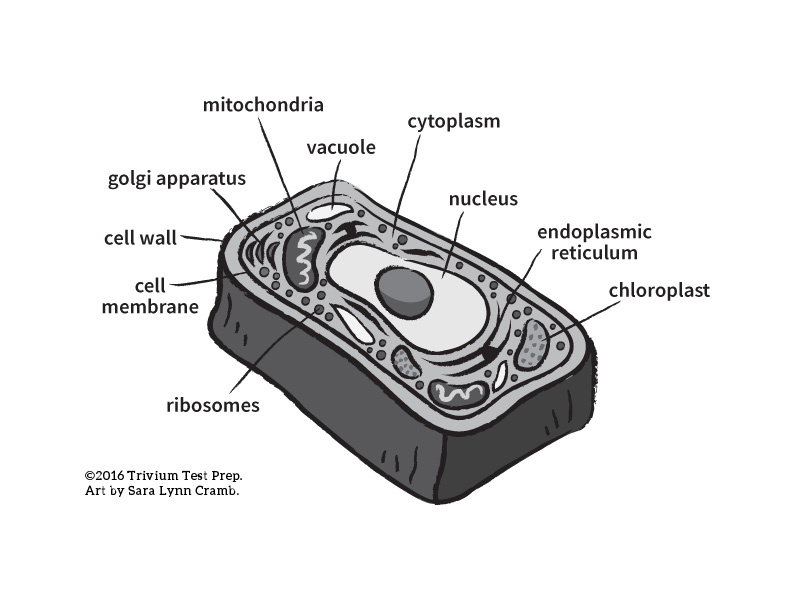 Plant Cell greyscale illustration sciart cells nucleus cytoplasm plants plant cell science vector test prep greyscale