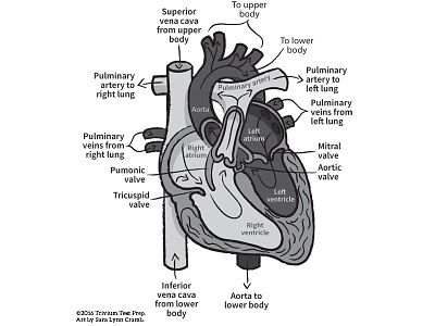 The Heart greyscale illustration anatomy greyscale heart human body sciart science test prep vector