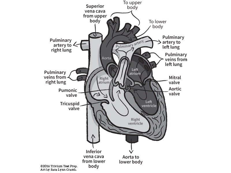 The Heart greyscale illustration sciart anatomy heart human body science vector test prep greyscale