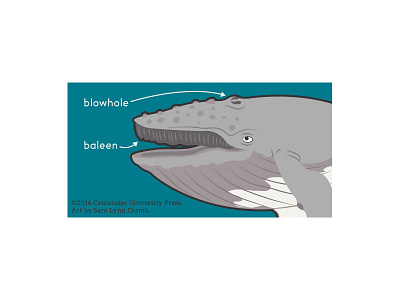 Humpback Whale Head Diagram