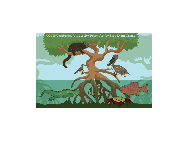 Mangrove wildlife digital illustration vector illustration vector mangrove iguana fish bird animals islands galapagos ecuador