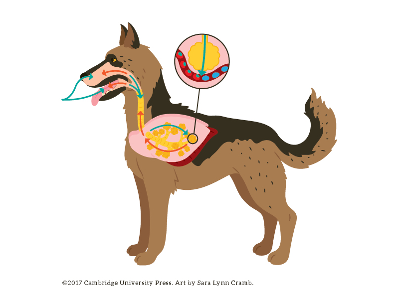 Dog Respiration illustration dog digital art vector illustration animal illustration respiration nonfiction biology illustration kidlitart sciart animal