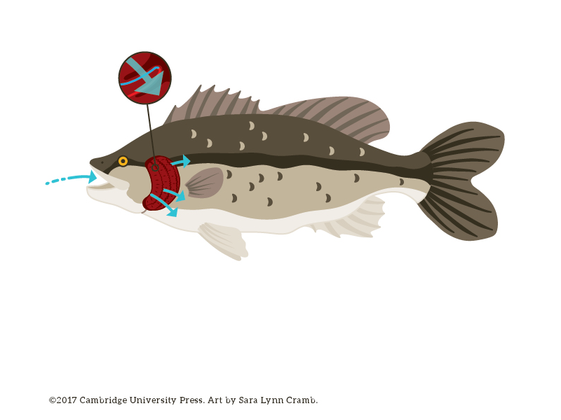 Fish Respiration illustration fish digital art vector illustration animal illustration respiration nonfiction biology illustration kidlitart sciart animal
