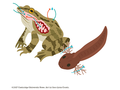 Frog Respiration illustration