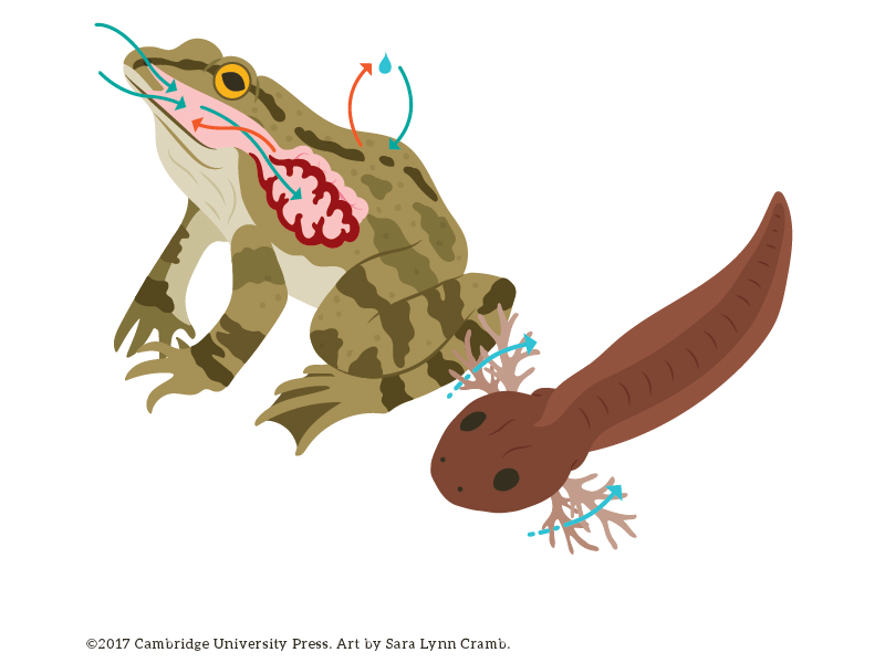 Frog Respiration illustration frog digital art vector illustration animal illustration respiration nonfiction biology illustration kidlitart sciart animal