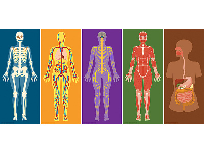 Human Body Systems