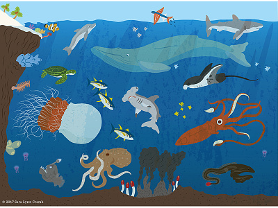 Animals of the World illustrations-Ocean Animals animals coral reef ecosystems educational illustration giant squid habitats natural science nonfiction ocean sciart whale world