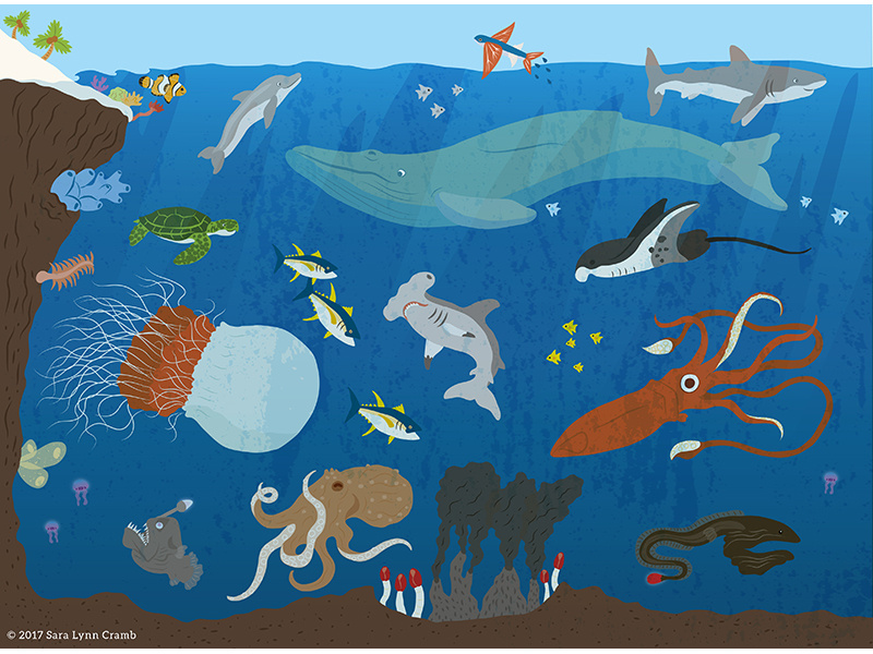 Animals of the World illustrations-Ocean Animals whale coral reef giant squid ocean natural science nonfiction educational illustration sciart ecosystems habitats world animals