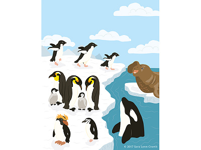 Animals of the World illustrations-Polar Animals Antarctic