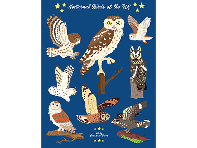 Night Explorer book illustrations-Nocturnal Birds animals birds educational illustration national trust natural science nocturnal nonfiction owls sciart uk wildlife united kingdom wildlife