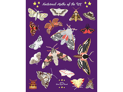 Night Explorer book illustrations-Moths