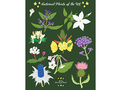 Night Explorer book illustrations-Nocturnal Plants