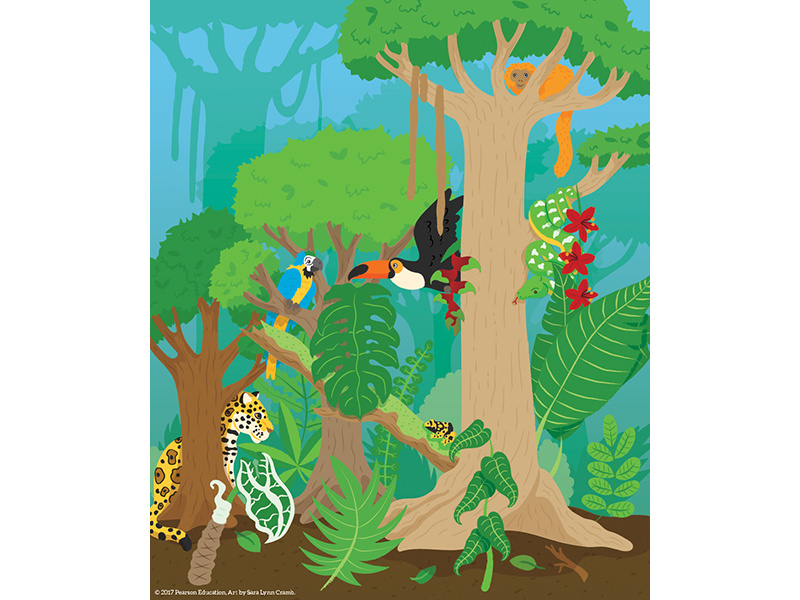 Rainforest Illustration monkey poison dart frog toucan jaguar sciart natural science biology educational illustration animals rainforest education pearson