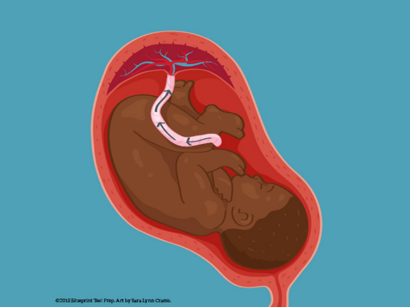 Umbilical gas exchange science illustration anatomy vector nonfiction sciart scientific illustration science pregnancy baby umbilical