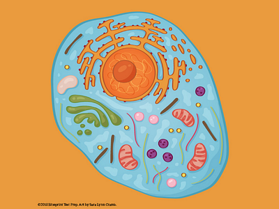 Eukaryotic cell cell eukaryotic cell nonfiction nucleus sciart science science illustration scientific illustration vector
