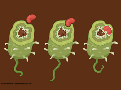 Cell engulfing another cell biology cell illustration sciart science science illustration scientific illustration vector