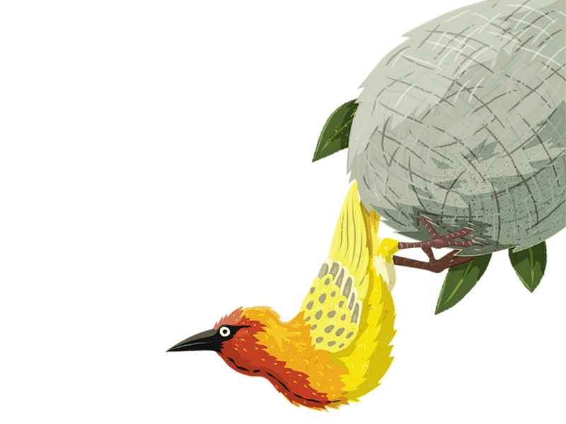 Weaver Bird childrens book kidlitart sciart animal behaviour den nest engineer animals bird weaver bird
