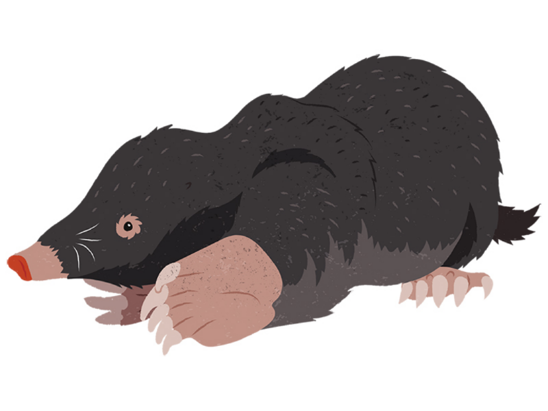 Little mole illustration childrens book sciart mammal animals borrowing animal behavior nest den digging animal engineer mole