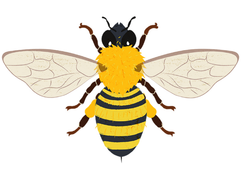Bee illustration educational biology kidliart animal behavior animals sciart insect bee