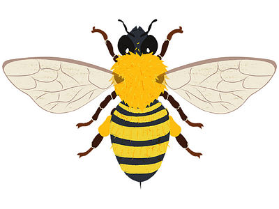 Bee animal behavior animals bee biology educational illustration insect kidliart sciart