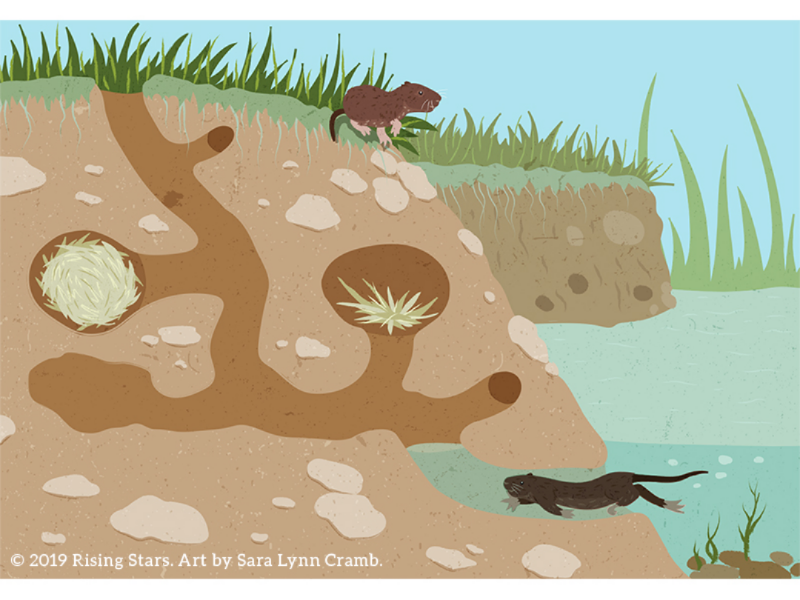 Cross section of a vole burrow by Sara Lynn Cramb on Dribbble