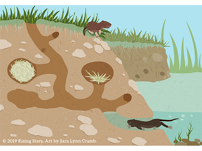 Cross section of a vole burrow animal behavior animals burrow childrens publishing cross section den illustration kidlitart nonfiction sciart shelter vector vole