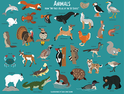 Animal spot art animals educational educational illustration illustration kidlitart natural science nonfiction sciart vector wildlife