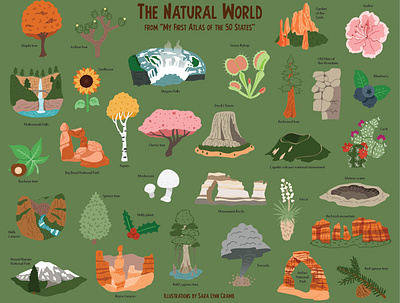 Nature spot art botanical illustration educational educational illustration illustration kidlitart national parks natural science nature nonfiction palnts sciart vector