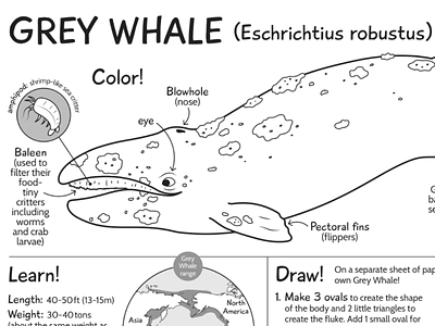 Grey Whale nature activity sheet
