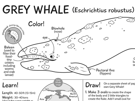 Grey Whale nature activity sheet by Sara Lynn Cramb on Dribbble