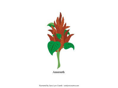 Amaranth amaranth botanical illustration digitalart educational educational illustration flora illustration natural science nonfiction sciart scicomm vector