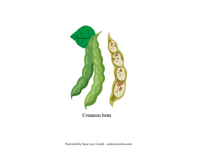 Common bean bean botanical illustration educational educational illustration flora illustration mexico natural science nonfiction sciart scicomm vector