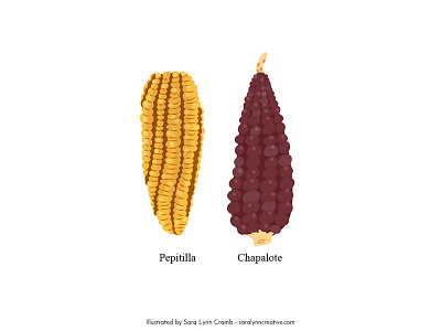 Corn botanical illustration corn educational educational illustration flora illustration maize mexico natural science nonfiction sciart vector