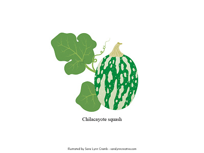Chilacayote squash anthropology botanical illustration educational educational illustration flora illustration mexico natural science nonfiction sciart squash vector