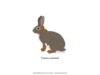 Eastern Cottontail animals athropology educational educational illustration fauna illustration mexico natural science nonfiction rabbit sciart vector wildlife