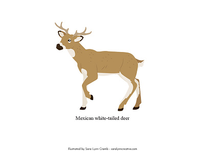 Mexican white-tailed deer animals anthropology deer educational illustration fauna illustration mexico natural science nonfiction sciart vector wildlife