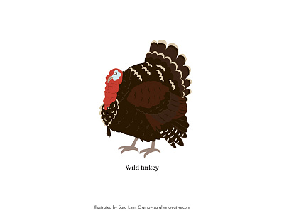 Wild Turkey animals anthropology educational educational illustration fauna illustration natural science nonfiction sciart turkey vector wildlife