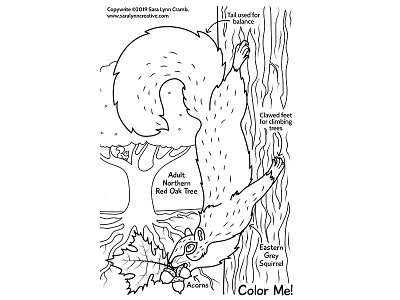 Bushy-Tailed Harvesters activity page acorn animals autumn educational educational illustration fall illustration kidlitart natural science nature nature activity nonfiction sciart squirrel vector wildlife