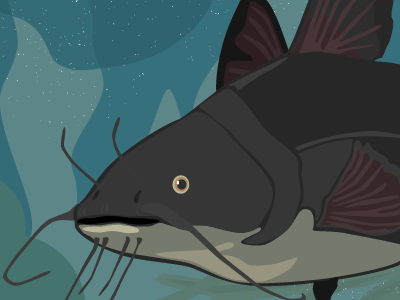 Catfish graphic design illustration wildlife