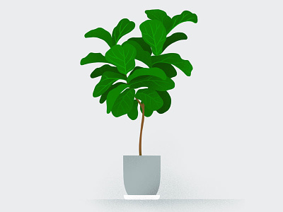 My Plants: Figaro ficus fiddle leaf fig hand-drawn illustrated illustration plant plant illustration plants procreate