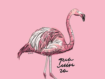 Flamingo august bird flamingo graphic illustration kirelena minsk pink postcard poster summer zoo