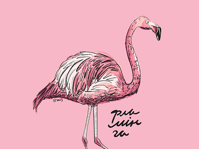 Flamingo 