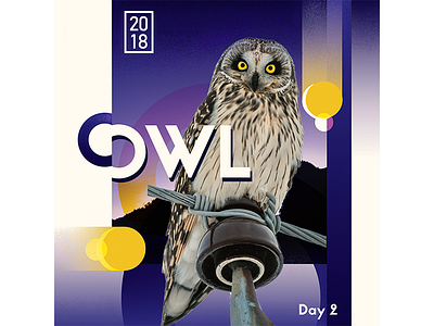 Daily Poster 2: Owl owl poster purple type typography