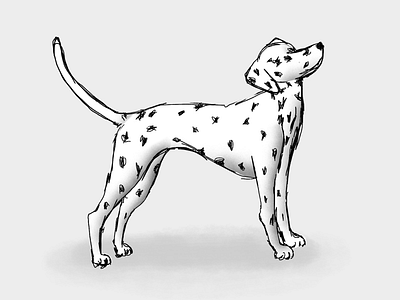 Dalmatian sweetheart