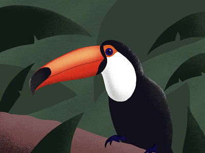 toucan illustration procreate