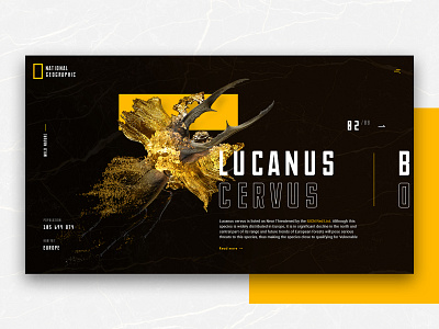 Lucanus Cervus alternative black design digital insects minimal national geographic promo redesign ui ux web webdesign