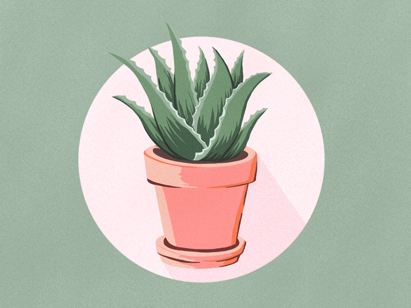 Aloe Vera Sketch