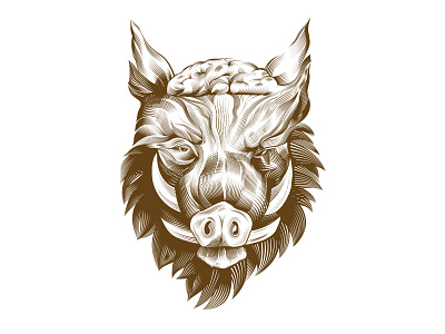 Wild boar illustration