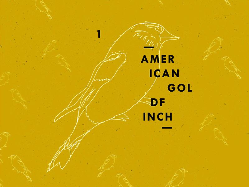 American Goldfinch pattern texture wacom sketch animal goldfinch illustration bird