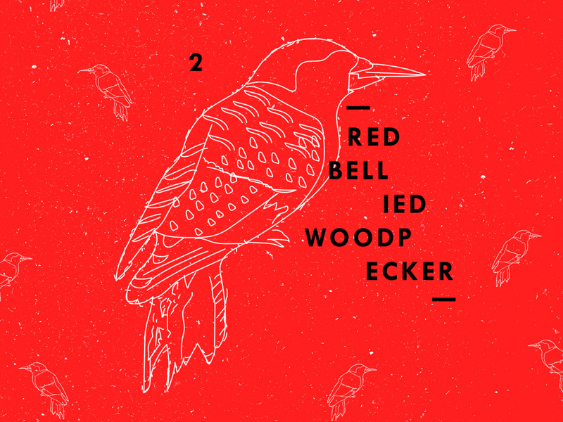 Red Bellied Woodpecker pattern texture wacom sketch animal goldfinch illustration bird